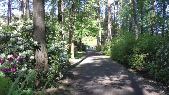 Латвия Питомник рододендронов Июнь 2017г смотреть онлайн