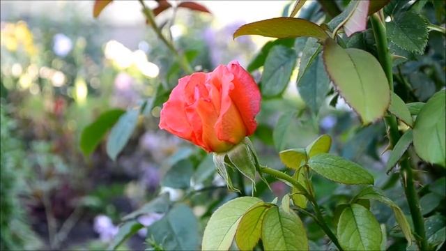Цветение роз в саду. Видео цветения роз разных сортов смотреть онлайн