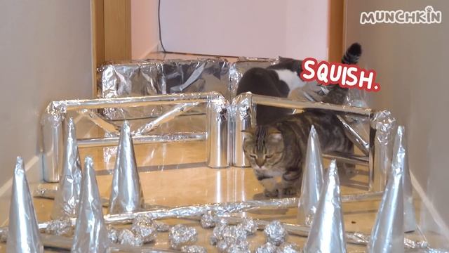 Can Cats Beat Foil Obstacle Course? смотреть онлайн