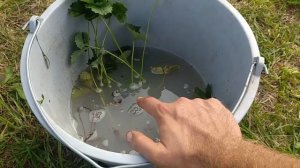 Наша рассада клубники- копанка