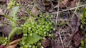 Испытание петарды из черного пороха