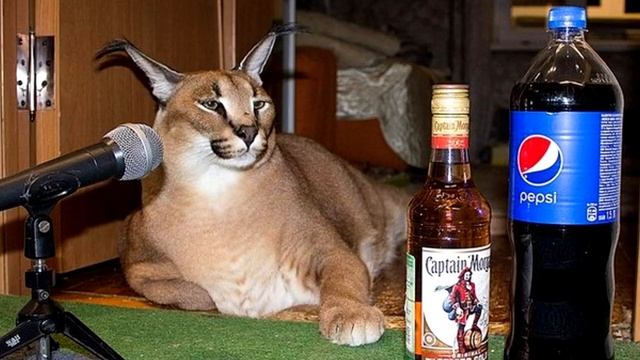 Большой Шлепа рассказывает пошлый анекдот про жениха-алкоголика смотреть онлайн