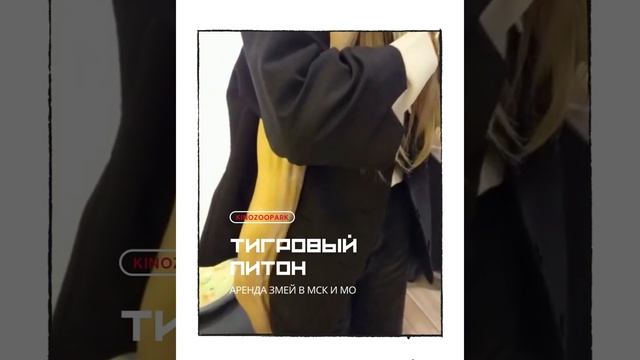 Желтый питон на фотозону I 8(916)702-11-08 Москва