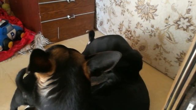 Забавные животные/Щенята играют с мамой/Маленькие собачки/Познаем жизнь/Первый шаги в большой мир/