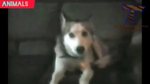 Funny animal sounds. Смешные звуки животных