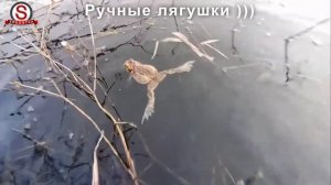 Ручные лягушки