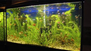 Прополка аквариумных растений! Небольшой обзор аквариумов на разводне.