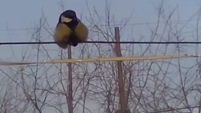 Синицы в руке смотреть онлайн