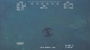 10 Загадочных Существ Снятых на Камеру