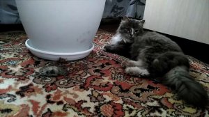 Кошка поймала мышь Играет с мышкой Наблюдаем