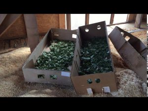 Чердак  Опилки  Травы