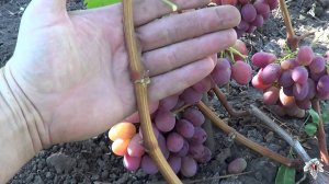 Сорт Винограда Рубиновый Юбилей