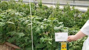 Формировка томата в 1 стебель