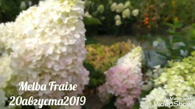 20августа2019 Высокорослая Метельчатая Гортензия Melba Fraise ?✌️? смотреть онлайн