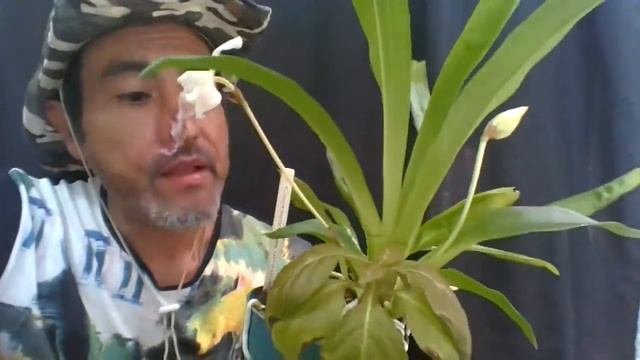 Orchid Bloom : Cochleanthes Amazonica Or It's Hybrid, Amazing?