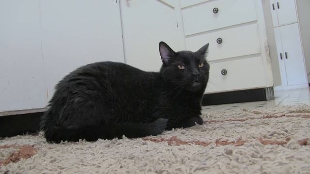 Sylvester's Diary 2 - Mind Control смотреть онлайн