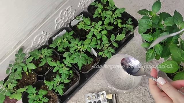 1 удобрение для рассады томатов, перцев, огурцов и даже хилая рассада станет крепышом!