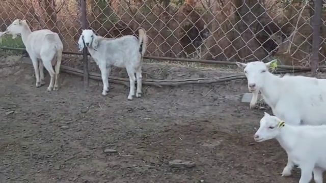 Пакистанский и Зааненский козы и козлята К/Х "Нурзода" уезжает в Узбекистан смотреть онлайн
