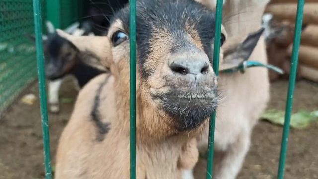 Козики??❤ смотреть онлайн