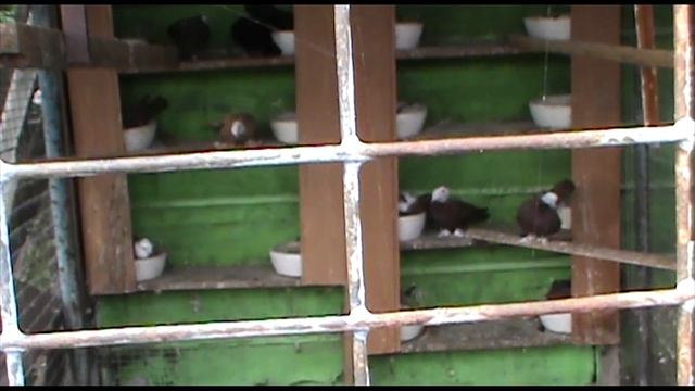 Гнёзда гипсовые для голубей смотреть онлайн