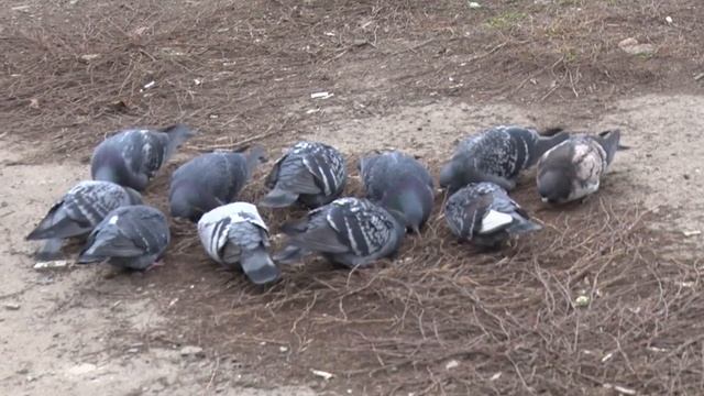 Бесплатные таксофоны 20 01 20 смотреть онлайн