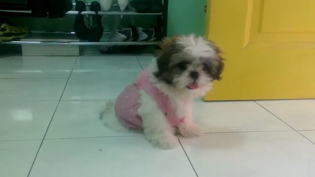 Mini Shih Tzu - Milky @ 2 Months 3 Weeks смотреть онлайн