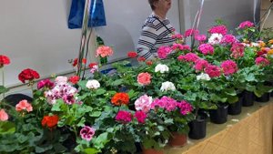 ВЫСТАВКА ЦВЕТОВ В НОВОРОССИЙСКЕ | САДОВЫЕ РАСТЕНИЯ | КОМНАТНЫЕ РАСТЕНИЯ | БУДНИ ЦВЕТОВОДА.