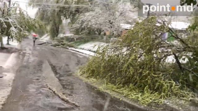 Не выдержав мокрого снега, в Кишиневе стали падать деревья mp4 смотреть онлайн