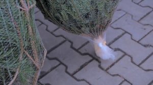 Как дольше сохранить елку? Дома всегда хорошо