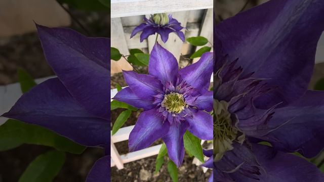 Clematis 'Multi Blue'  May 22, 2023