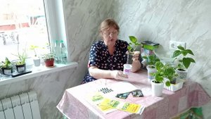 Появились мошки на рассаде что делать?