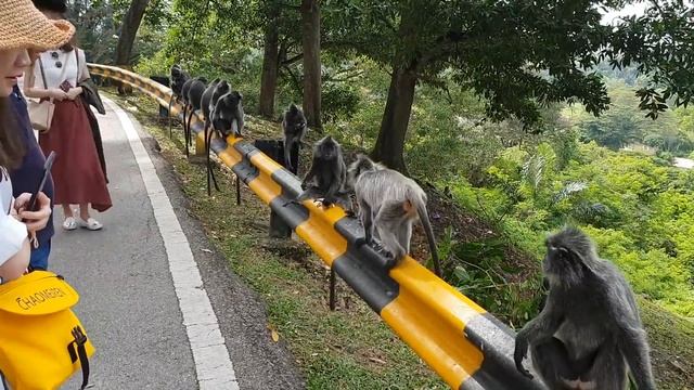 Малайзия. Самые крутые места. Пещеры Бату, река светлячков, парк обезьян смотреть онлайн