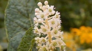 Лаконос ягодный или костянковый, лаконіс ягідний, Phytolacca acinosa