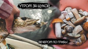 Утром за щукой, вечером по грибы. Много белых в сухом лесу. Сбор грибов.