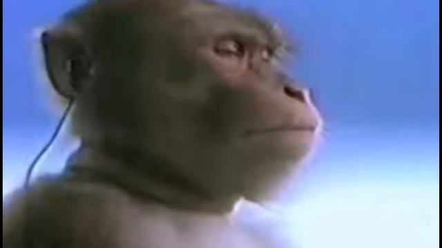 Шок! Обезьяна слушает японскую песню! смотреть онлайн