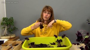 Оксалис. Размножение, посадка и уход.