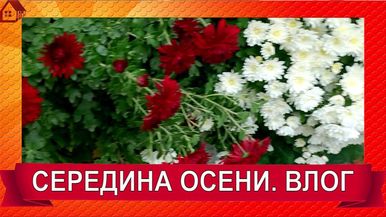 БОЛТОВЛОГ Середина ОСЕНИ. Делаю обход сада-огорода. Что цветет?