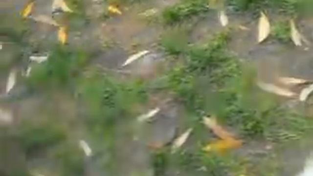 Пекинеса щенков с родословной продам смотреть онлайн