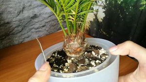 CYCAS.ЦИКАС . СПУСТЯ 3 МЕСЯЦА.