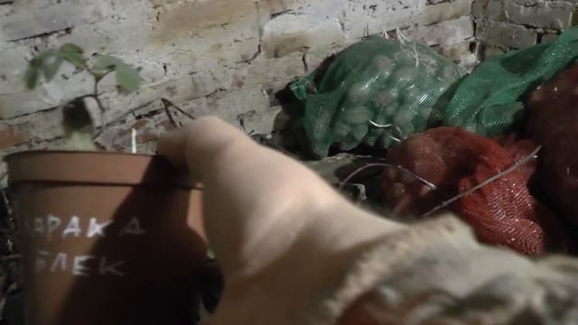 Видео обзор перезимовавших саженцев ежевики в погребе с картошкой смотреть онлайн
