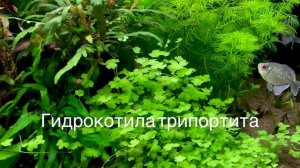 Аквариумный травник