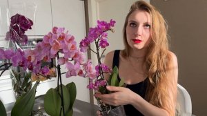 Мои мутанты орхидей и Абба! Покупки орхидей фаленопсисов: розовый фламинго в мутации бабочка, АББ