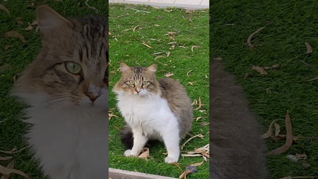Пушистая кошка с большими глазами 😻 Смешные коты 😹 Fluffy stray cat 😸 Funny cats 🐈 Cute animals Mem смотреть онлайн