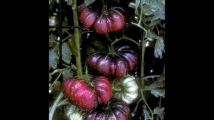 Томат Фиолетовая тыква (Purple Calabash)