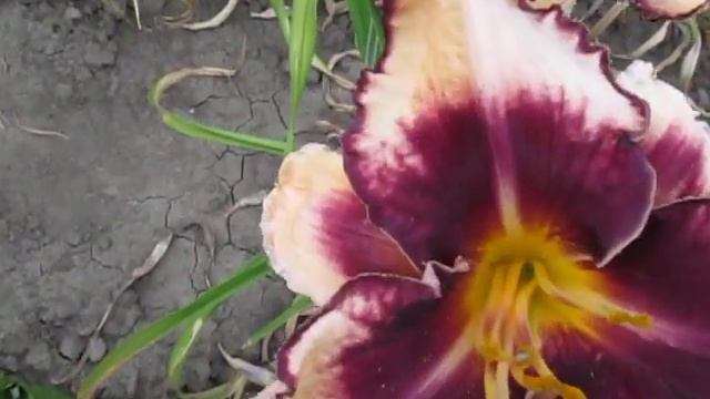 Сабина Бауэр смотреть онлайн