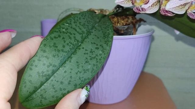 Фаленопсис P.stuartiana×P.minus