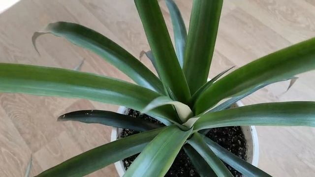 КАК ВЫРОСТИТЬ И ПОЛУЧИТЬ ПЛОДЫ АНАНАСА В ДОМАШНИХ УСЛОВИЯХ. смотреть онлайн