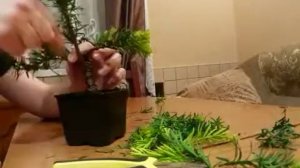 Формирование бонсай из тисса