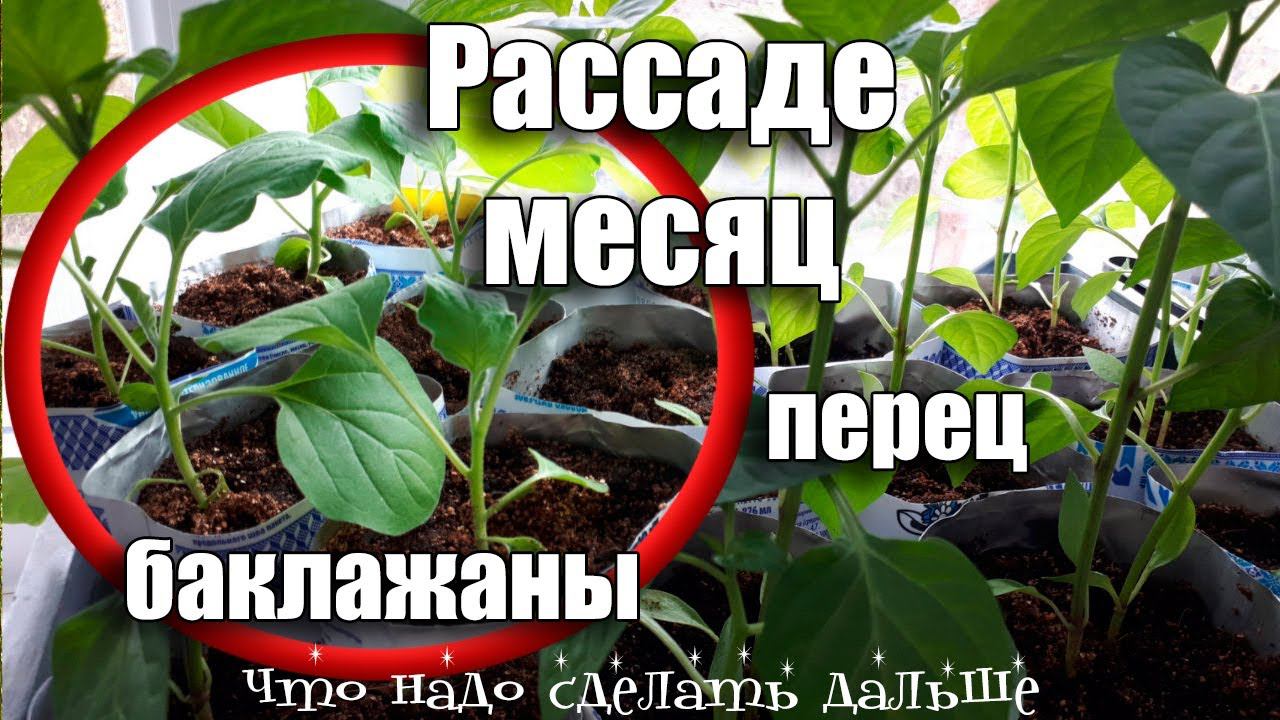 Рассада Перца и Баклажан через месяц что делать, чтобы рассада не вытягивалась и чем подкармливаю