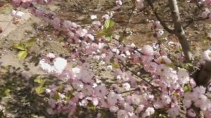 Фредерик Шопен - Весенний вальс